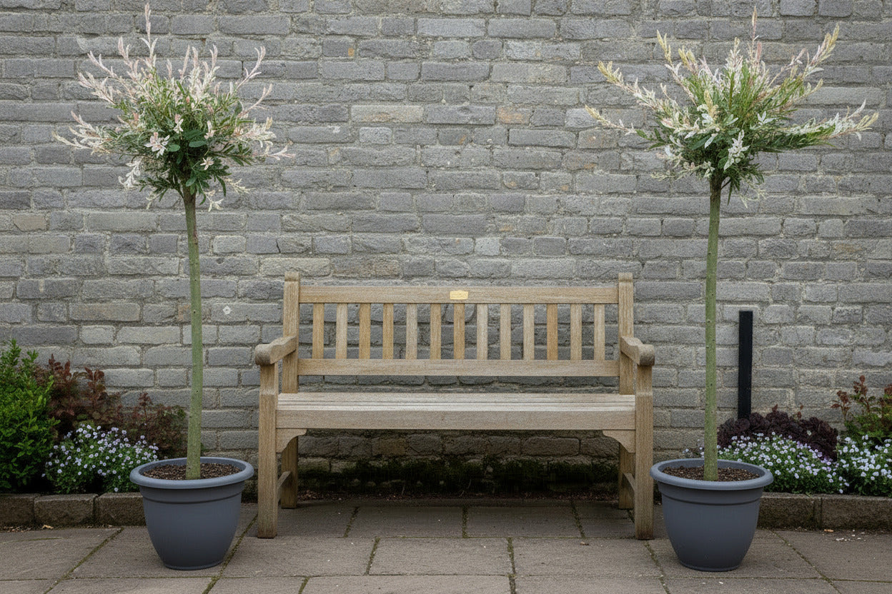2x Harlekinweide Hakuro Nishiki – Salix Stämmchen mit weiß-rosa Austrieb - 110–120 cm