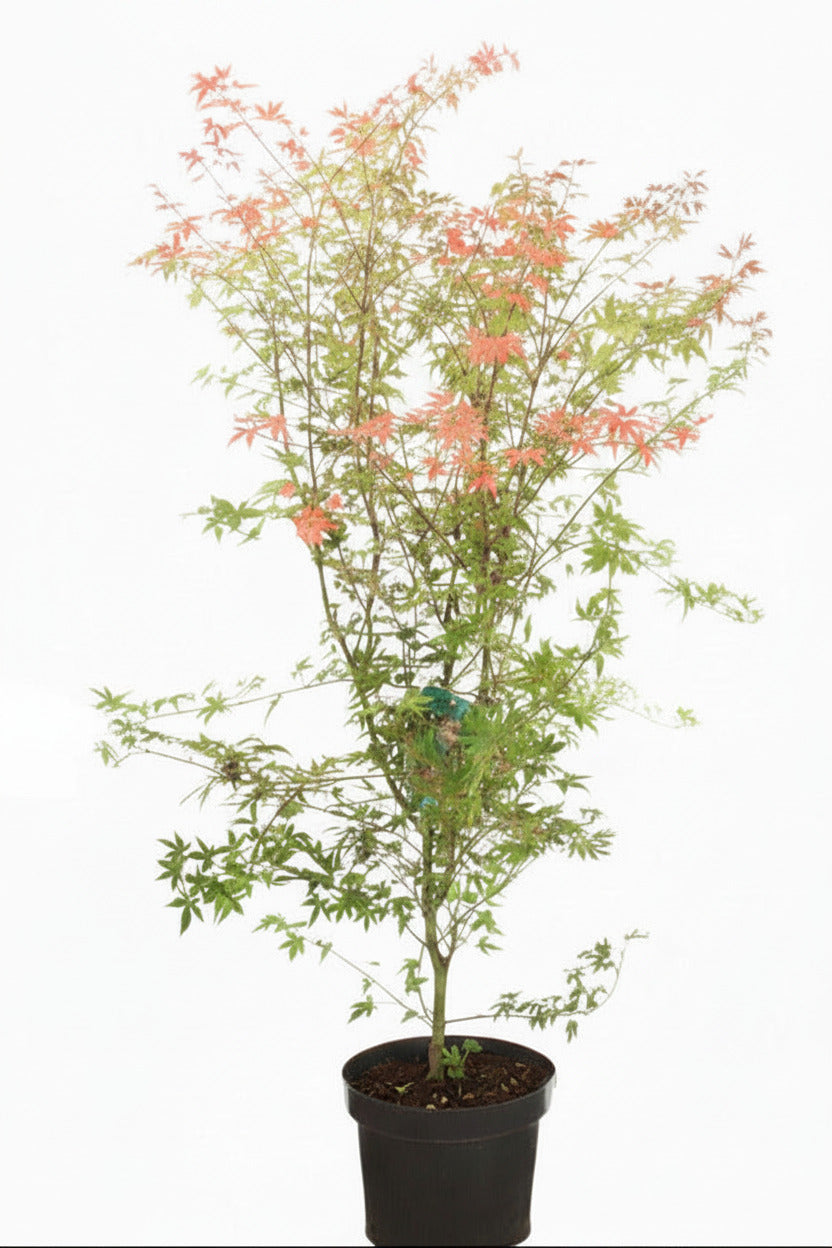 Acer palmatum Phoenix 120-130 cm – Mehrfarbiger japanischer Fächerahorn
