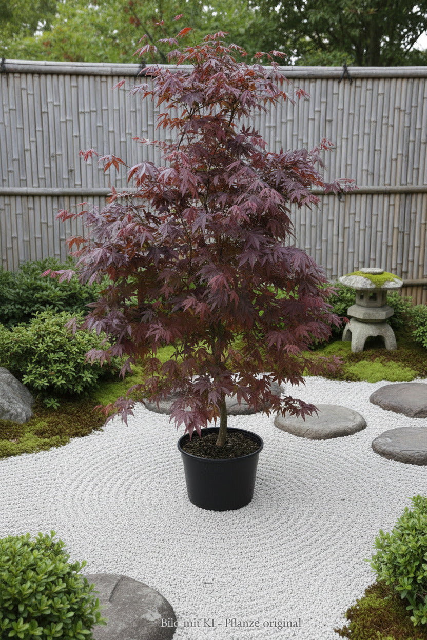Roter Fächerahorn 170–180 cm | Acer palmatum Atropurpureum | Japanischer Ahorn | Winterhart