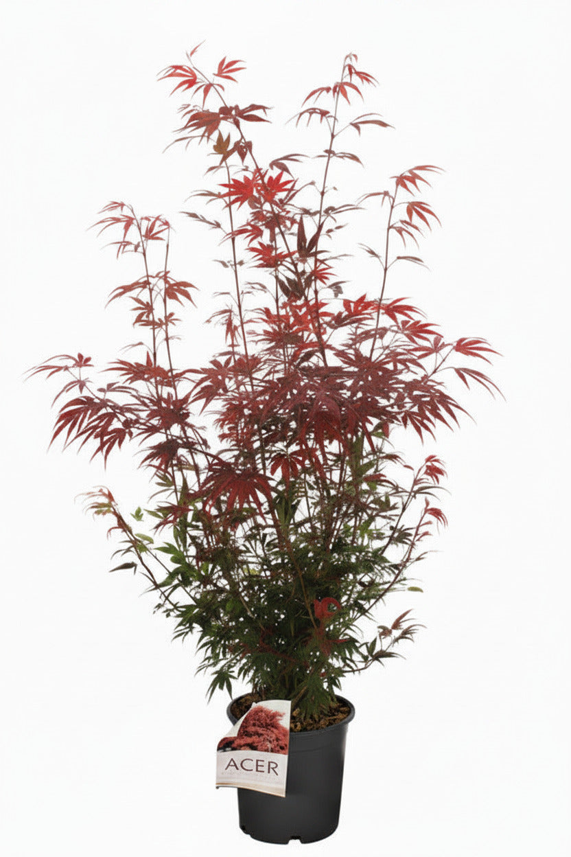 Acer palmatum Shaina 120-130 cm – Japanischer Fächerahorn - leuchtend rot