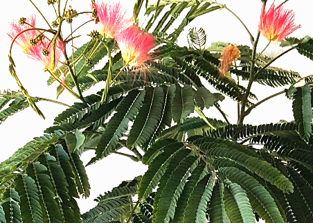 Albizia julibrissin 'Ombrella' – Seidenbaum, Schlafbaum 120-130 cm