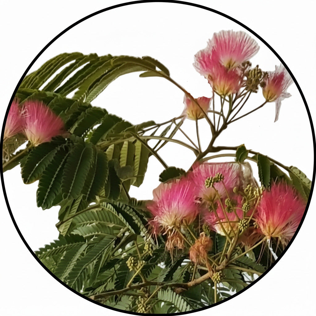 Albizia julibrissin 'Ombrella' – Seidenbaum, Schlafbaum 180-190 cm - Hochstamm