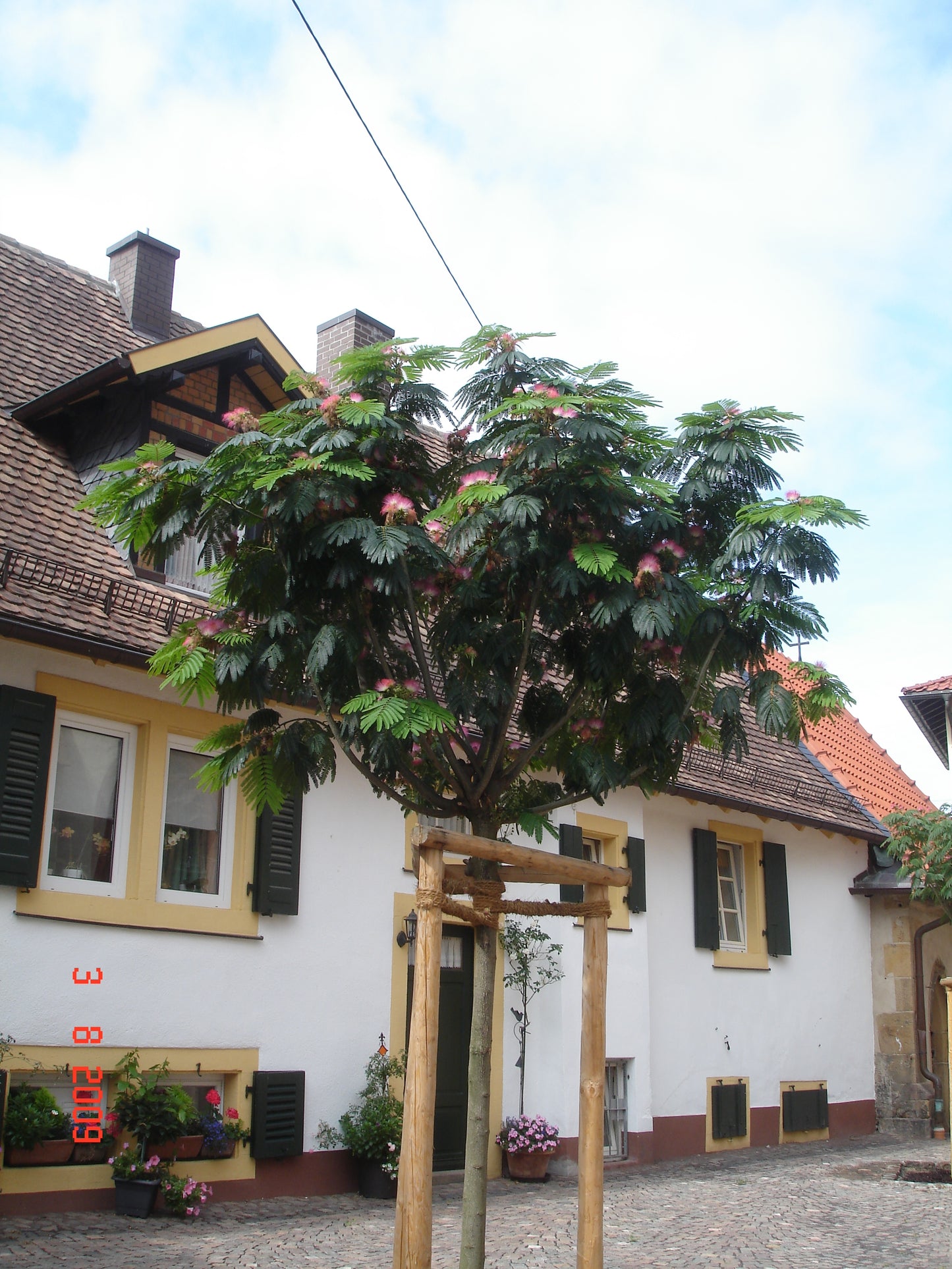 Albizia julibrissin 'Ombrella' – Seidenbaum, Schlafbaum 170–180 cm