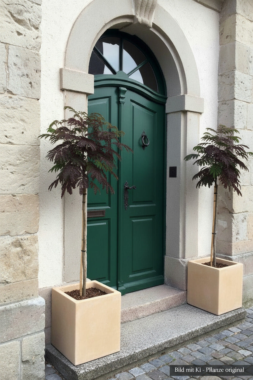 Seidenbaum/ Schlafbaum / Schokoladenbaum Stämmchen, Albizia julibrissin 'Summer Chocolate' – 120-130 cm