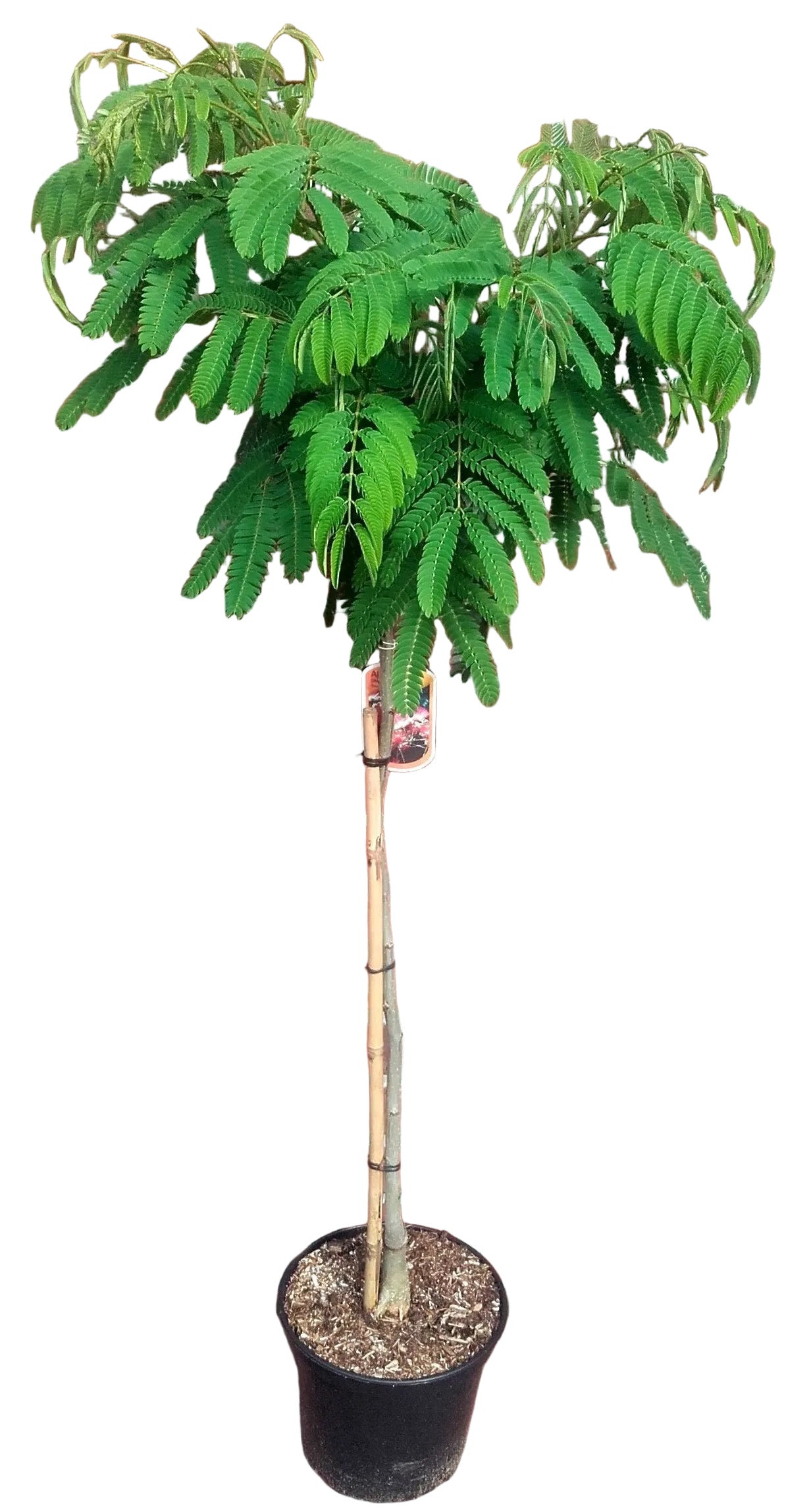 Albizia julibrissin 'Ombrella' – Seidenbaum, Schlafbaum 130–140 cm