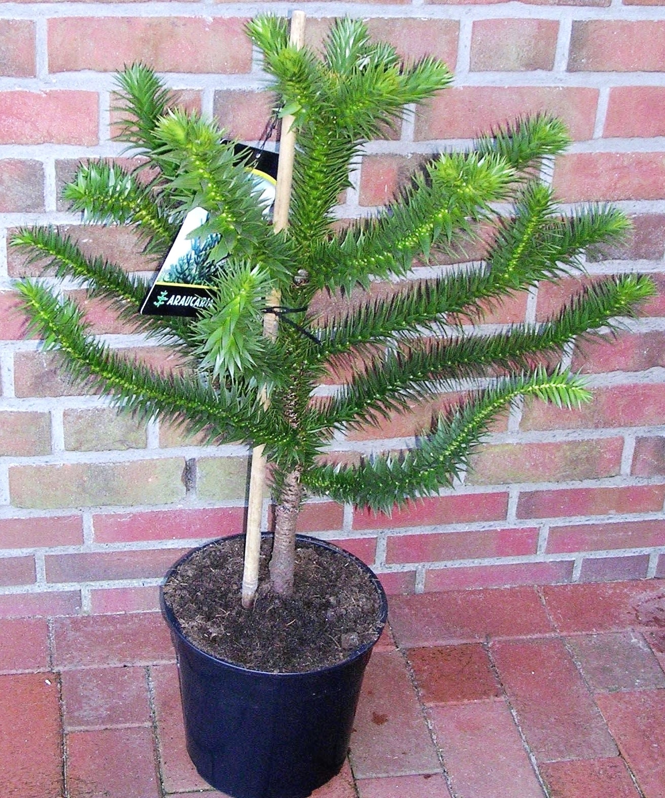 Araucaria araucana – Schmucktanne / Affenbaum / Andentanne – 60–70 cm Gesamthöhe