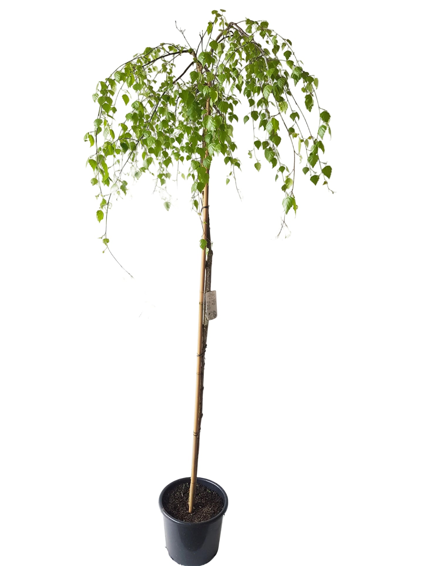 Trauerbirke 'Youngii' 160–170 cm – Betula pendula
