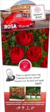 Rosa ‘Manora’ Hochstamm 170–180 cm | Stammhöhe 110 cm | Rot blühende Edelrose | Winterhart | Duftrose im Topf