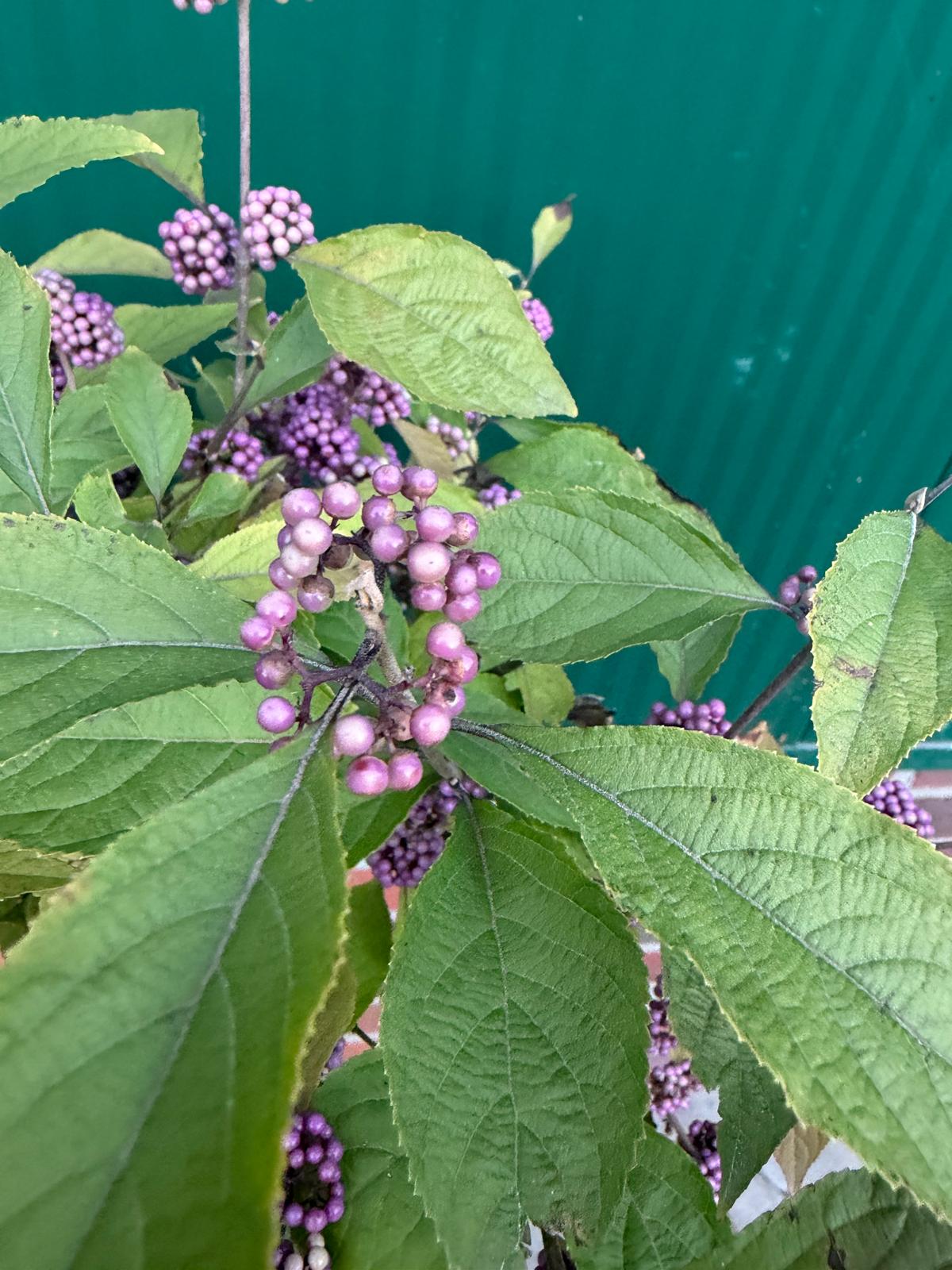 Callicarpa bodinieri Profusion auf Stamm – 140–150 cm – Liebesperlenstrauch Hochstamm – winterhart mit violetten Beeren