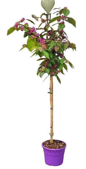 Callicarpa bodinieri Profusion auf Stamm – 140–150 cm – Liebesperlenstrauch Hochstamm – winterhart mit violetten Beeren
