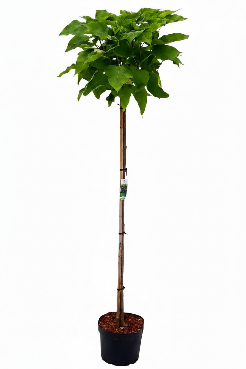 Kugel-Trompetenbaum Catalpa bignonioides 'Nana' – 250 cm Hochstamm, Stammhöhe 180 cm