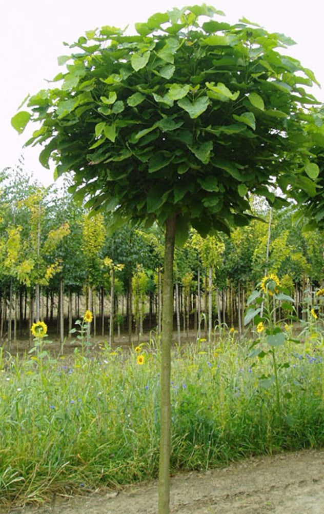 Kugelbaum - Trompetenbaum, 180-190 cm, Catalpa bignoides Nana