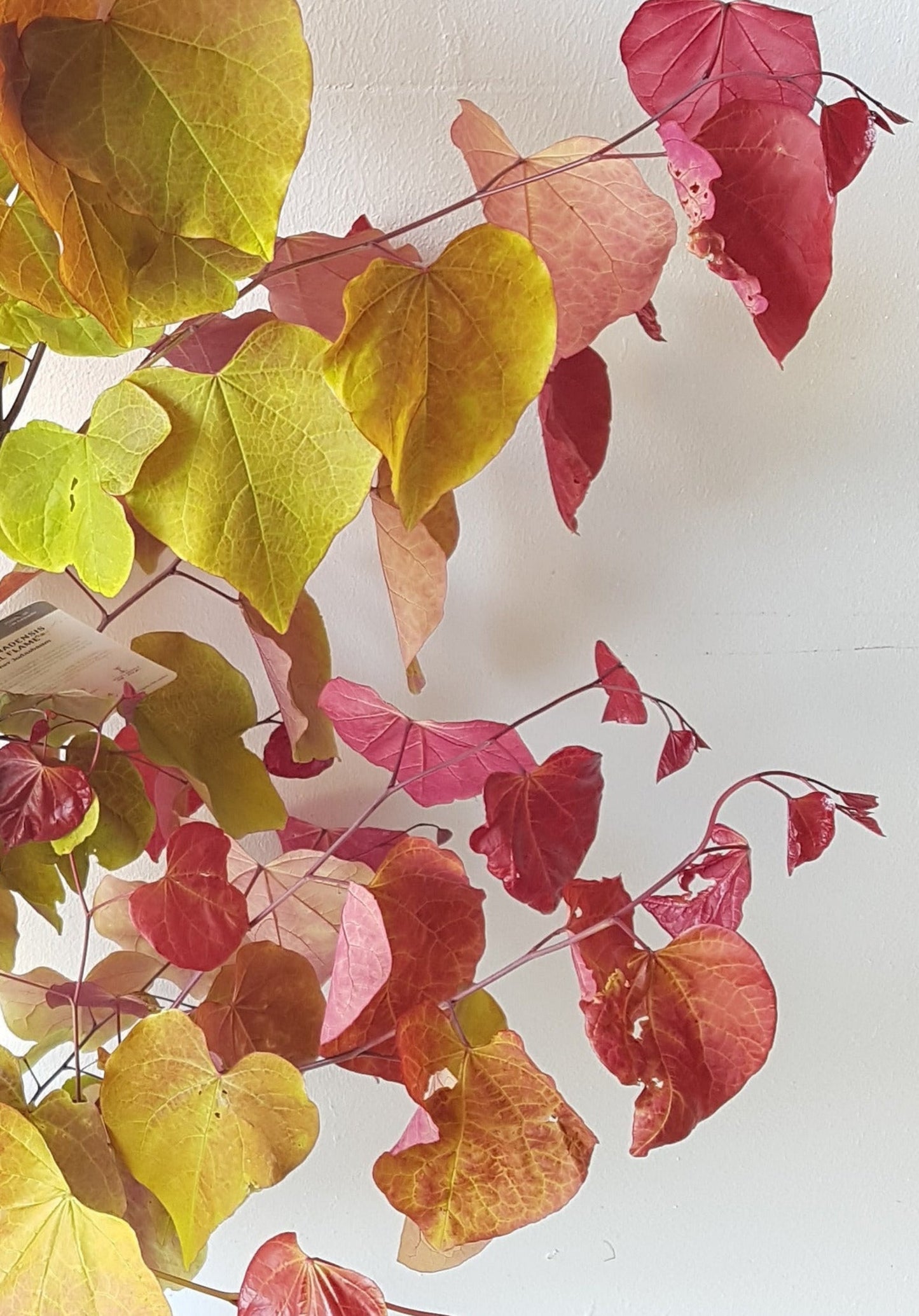 Cercis canadensis 'Eternal Flame' – 170–180 cm – Farbenprächtiger Judasbaum Hochstamm
