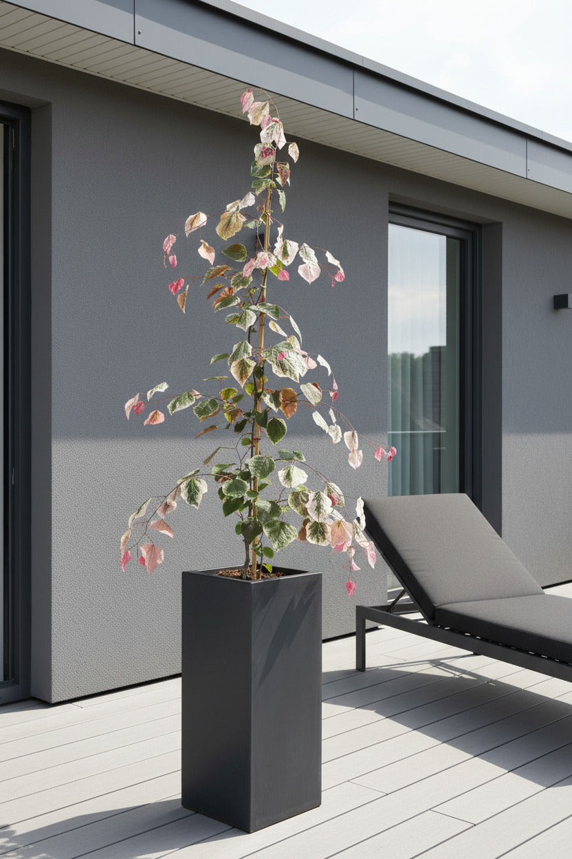 Cercis canadensis 'Carolina Sweetheart'® 160–170 cm – Farbenprächtiger Judasbaum