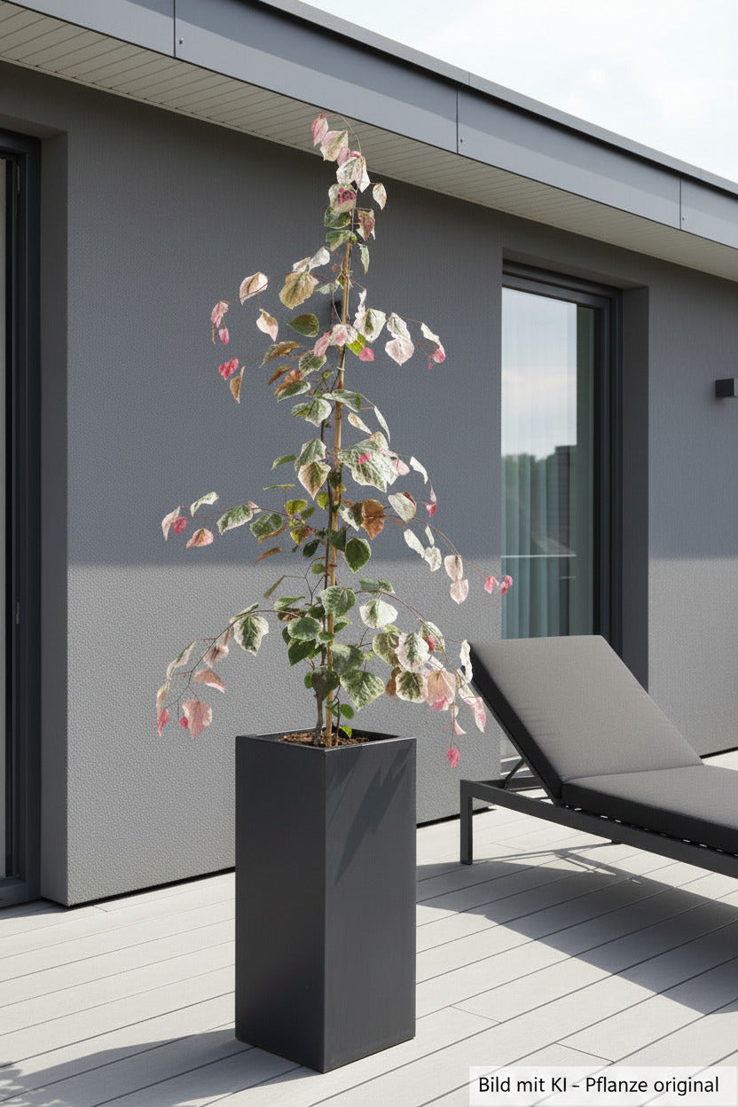 Cercis canadensis 'Carolina Sweetheart'® 160–170 cm – Farbenprächtiger Judasbaum