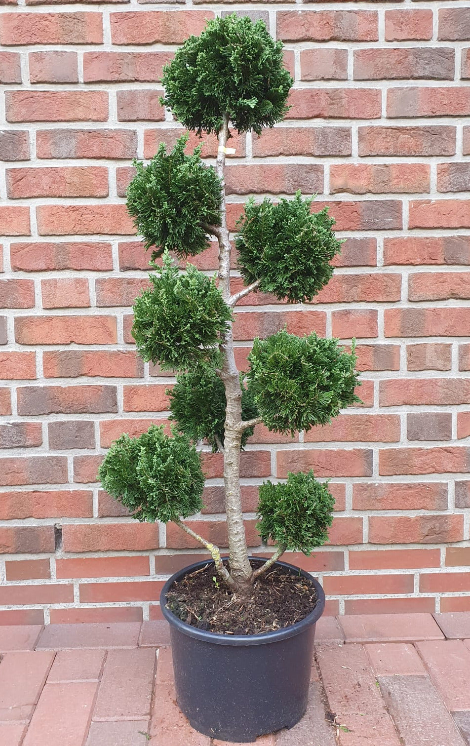 Gartenbonsai Muschelzypresse 110–120 cm – Chamaecyparis obtusa 'Drath'