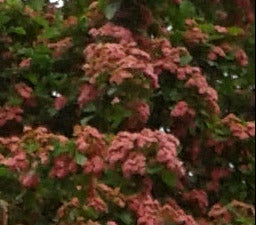 Crataegus laevigata 'Paul's Scarlet' – Rotdorn Hochstamm 180–190 cm - Stammhöhe 125 cm