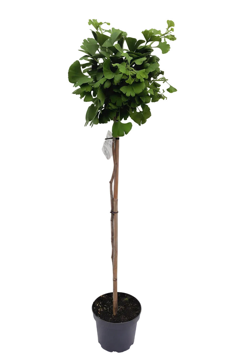 Ginkgo biloba 'Mariken' Kugelbaum – 160-170 cm Hochstamm mit kompakter Krone – winterharter Fächerblattbaum