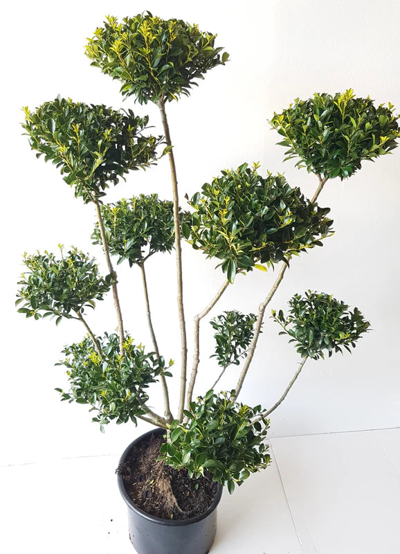 Ilex crenata Glorie Gem - Gartenbonsai – Japanische Stechpalme - Formgehölz winterhart – Höhe 110–120 cm