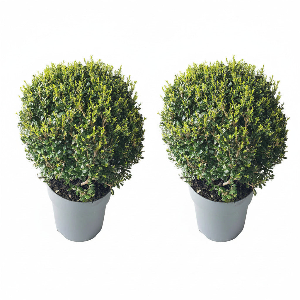 Ilex crenata 'Glorie Dwarf' Kugeln 2er Set – Ø 30–35 cm – Buchsbaum- Alternative winterhart – Pflanzen Böring