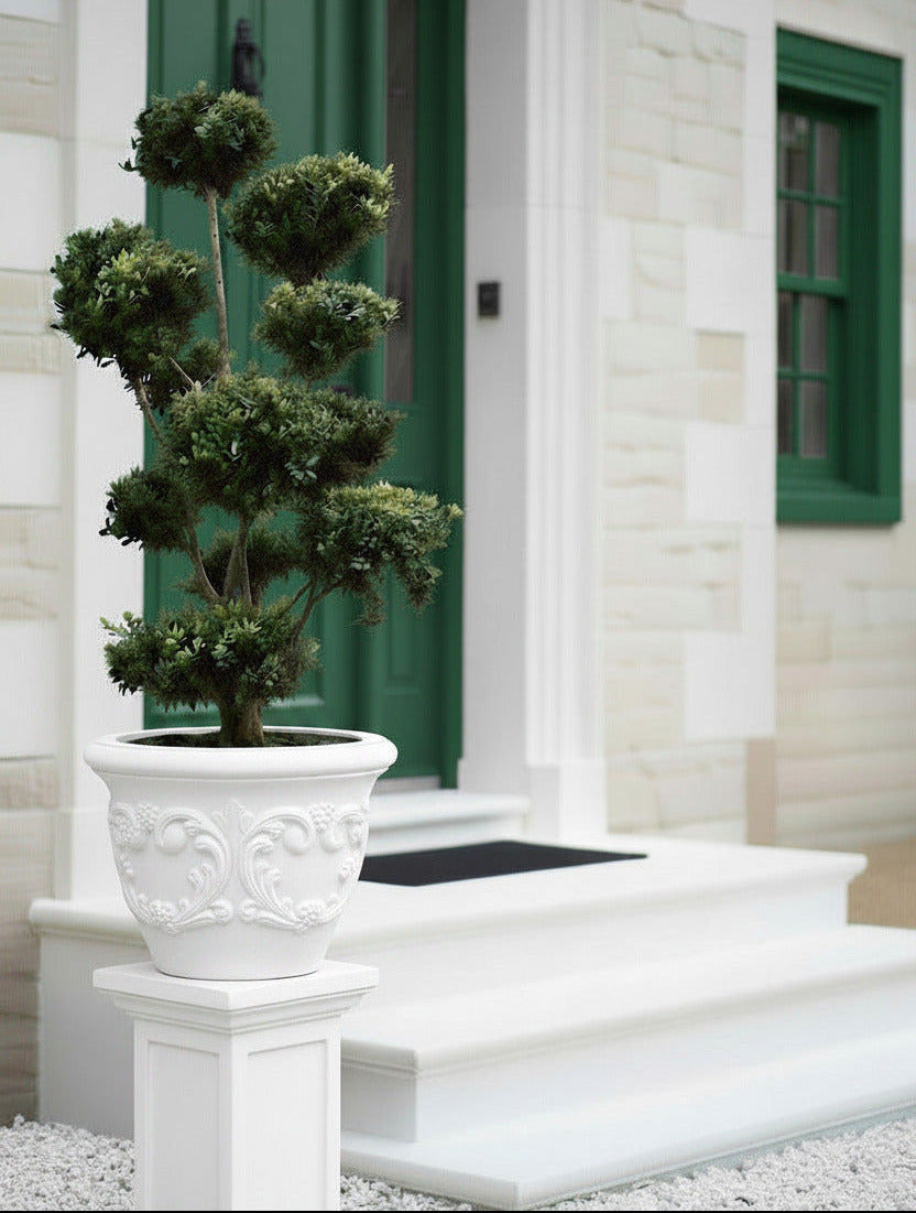 Japanischer Ilex Gartenbonsai 150–160 cm – immergrüner Bonsai winterhart – Buchsbaum Alternative