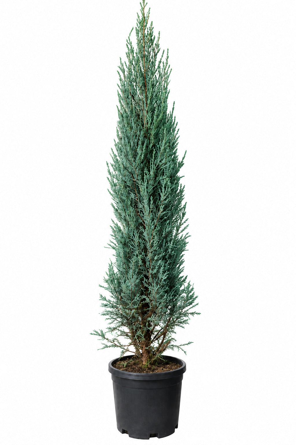 Raketenwacholder blau 180-190 cm – Juniperus Blue Arrow – Solitärpflanze - winterhart - blaue Säulenkonifere