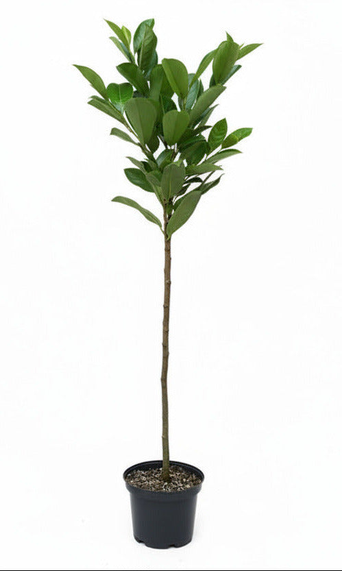 Prunus laurocerasus 'Novita' Stamm 130–140 cm – Kirschlorbeer Hochstamm