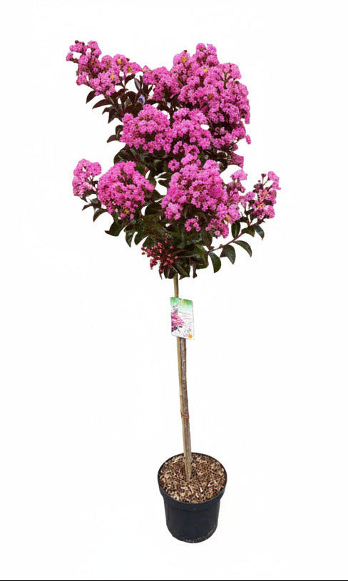 Lagerstroemia indica 'Rhapsodie in Pink' - Stämmchen - 140–150 cm – Kreppmyrte - pinke Blüten - winterhart - mediterraner Zierbaum