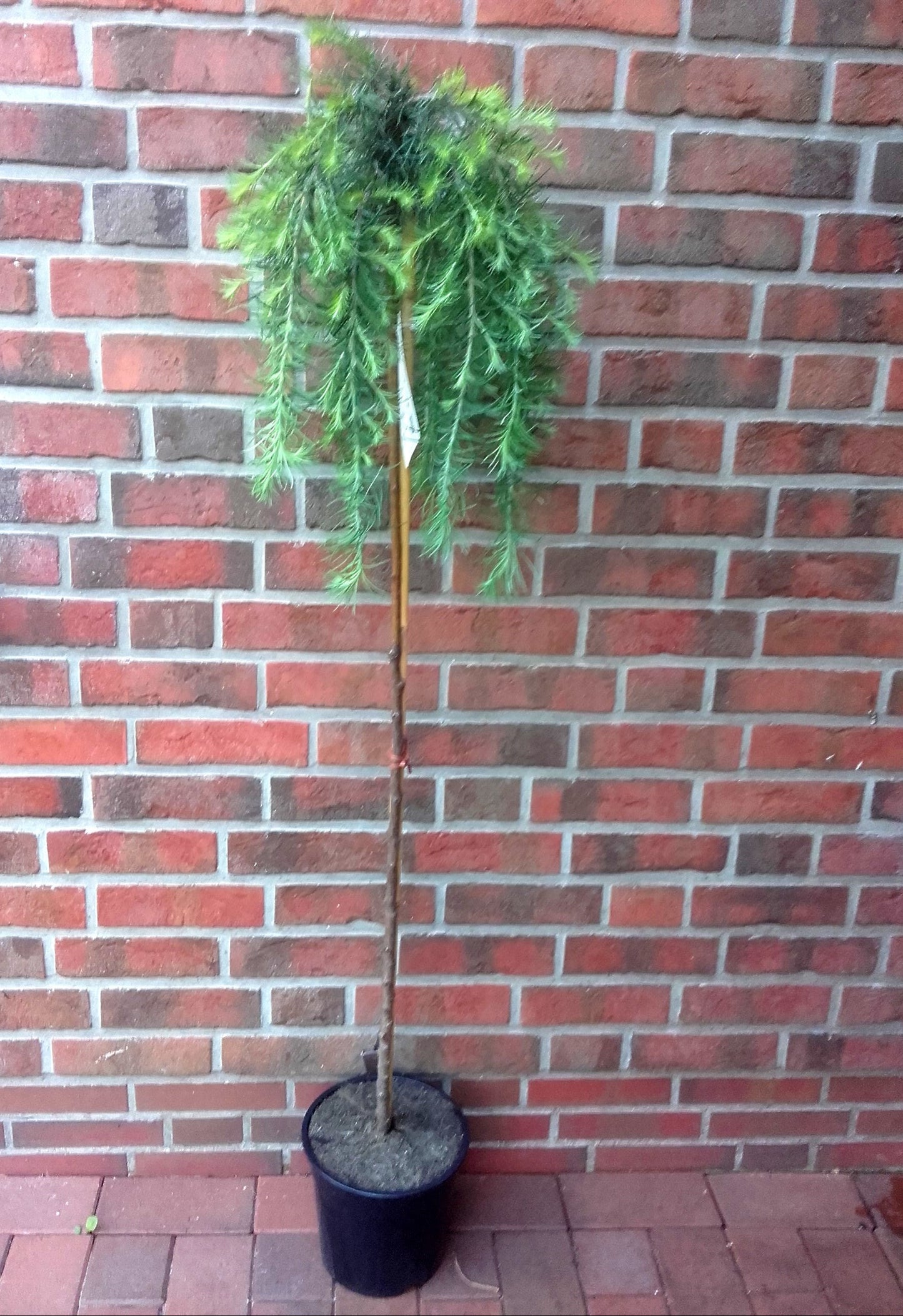 Larix decidua 'Stiff Weeper' Hängelärche Stämmchen 160–170 cm | Stammhöhe 125 cm | Winterhart & robust | Dekorativer Nadelbaum für Garten & Terrasse