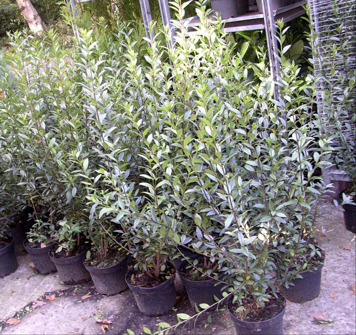 10 Ligustrum atrovirens Heckenpflanzen 80–100 cm im 3 Liter Topf – Wintergrüner Liguster
