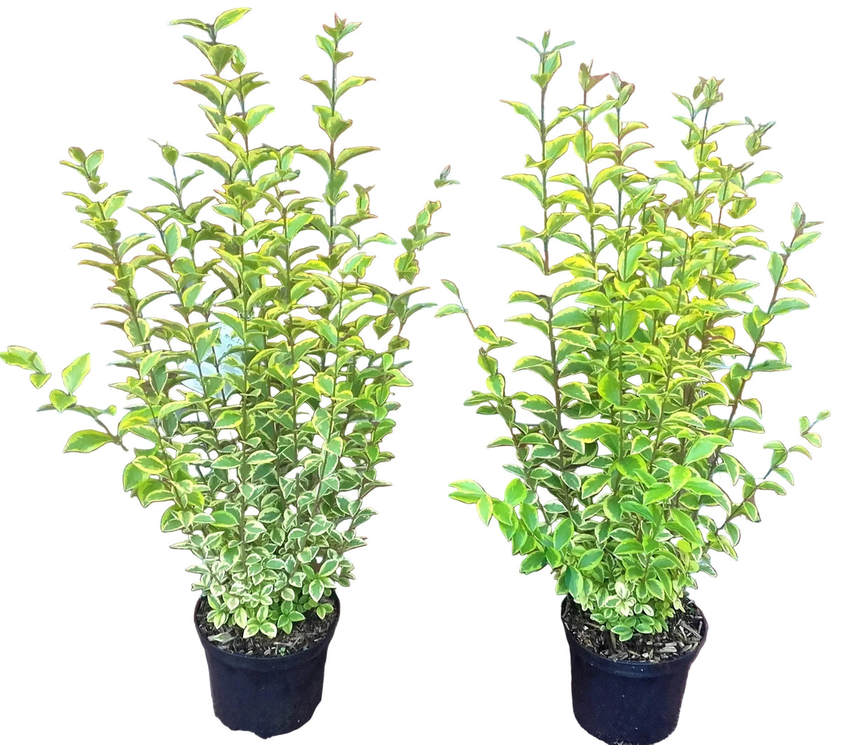 10 Goldliguster - Heckenpflanzen Set - Ligustrum ovalifolium Aureum 60-80 cm