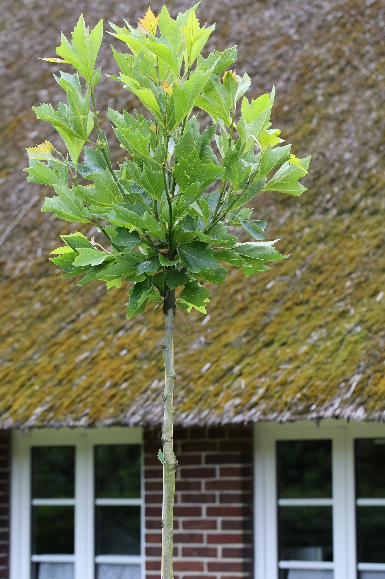 Platanus acerifolia 'Alphens Globe' – Kugelplatane 180-190 cm