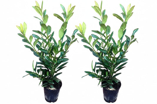 10x Kirschlorbeer Genolia 60-80 cm – Prunus laurocerasus – Immergrüne Heckenpflanzen im Topf