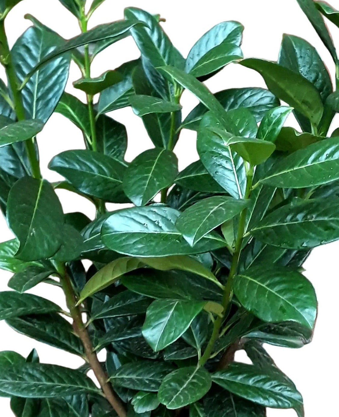 Kirschlorbeer Pflanze, Prunus Novita, Pflanzenhöhe: 60-80 cm – Heckenpflanze immergrün und winterhart