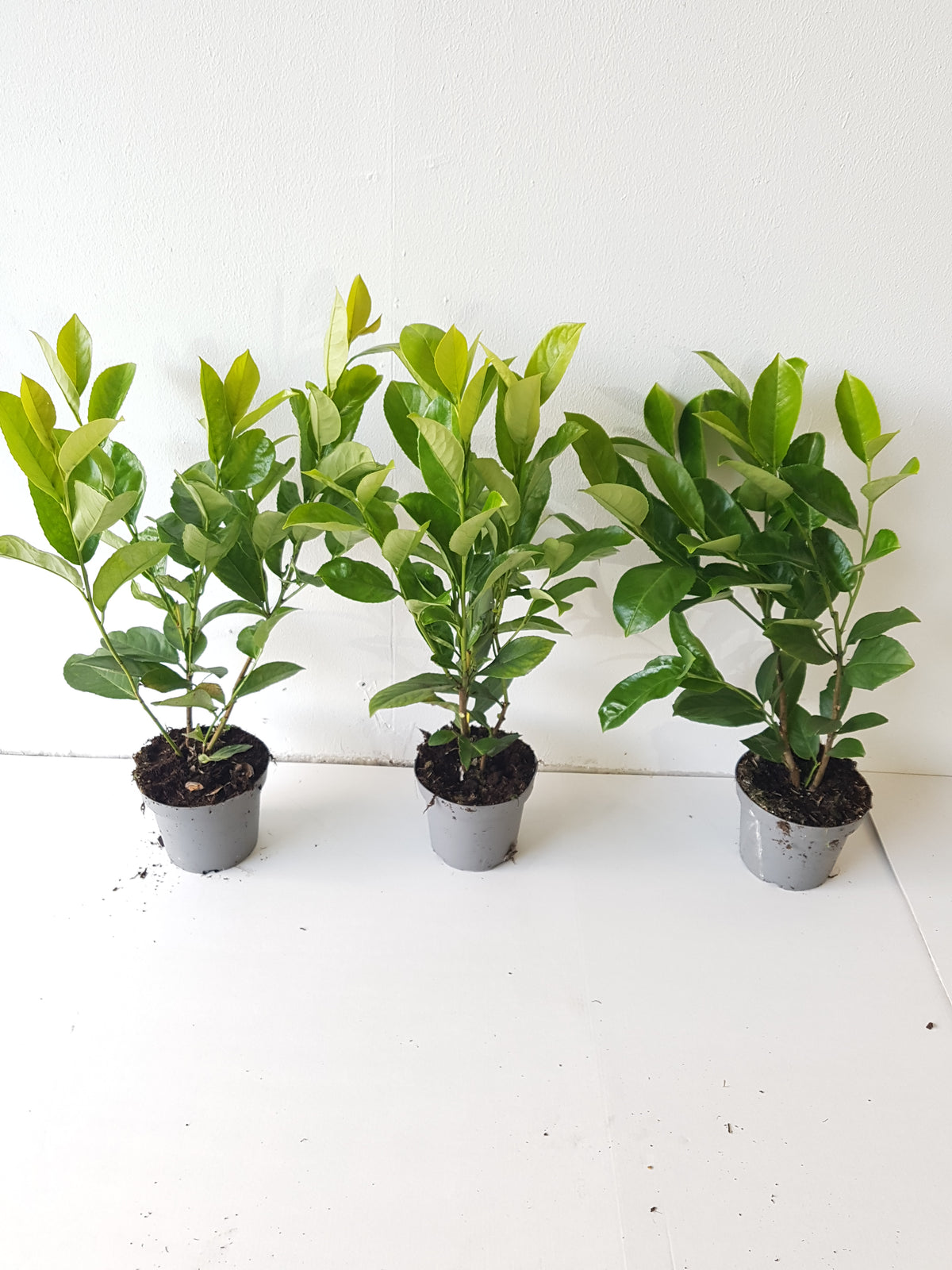 30x Großblättriger Kirschlorbeer Rotundifolia 40–50 cm – Immergrüne Heckenpflanzen | Prunus laurocerasus Rotundifolia