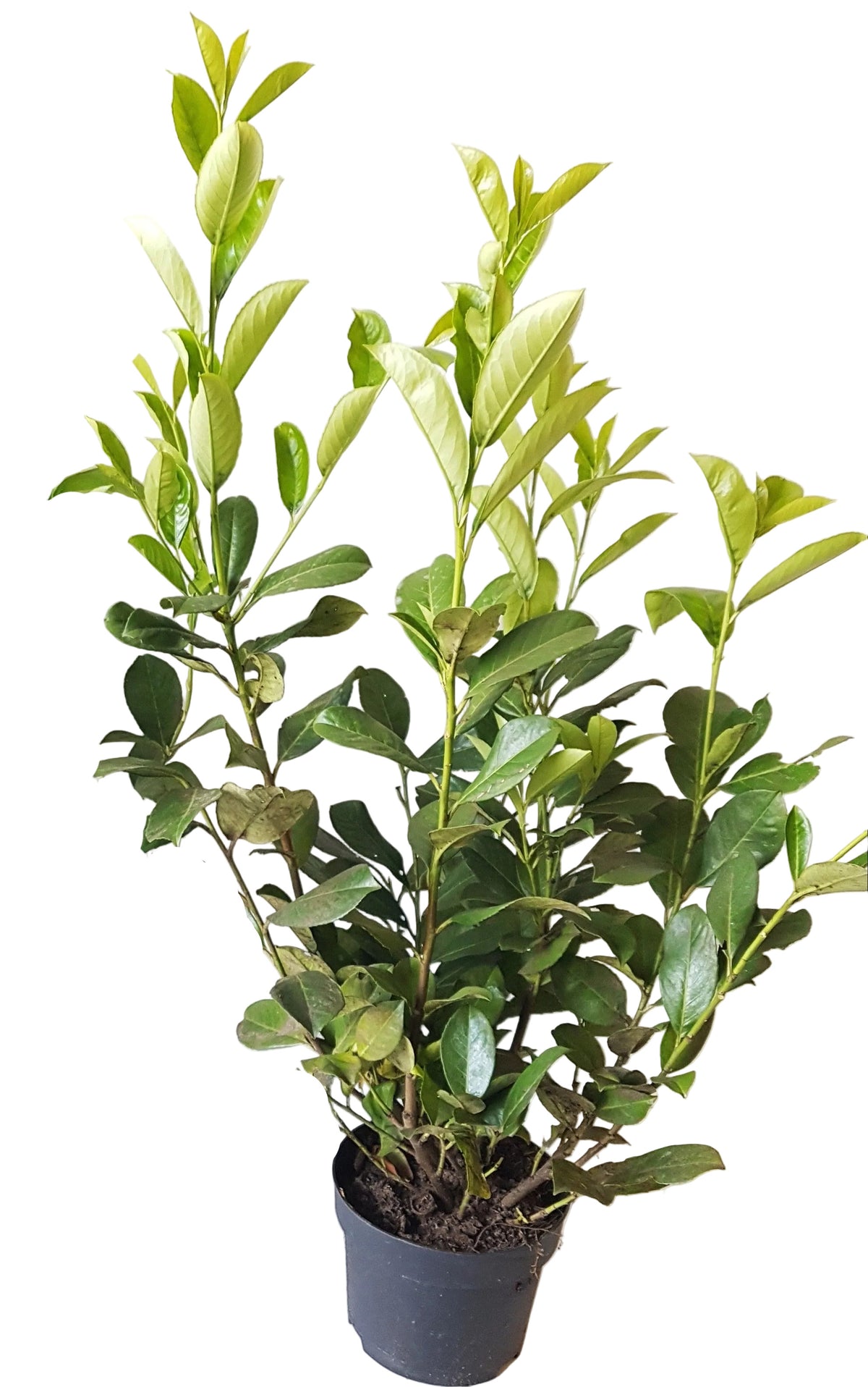 Kirschlorbeer Pflanze, Prunus laur. Rotundifolia, Pflanzenhöhe: 60-80 cm – Heckenpflanze immergrün