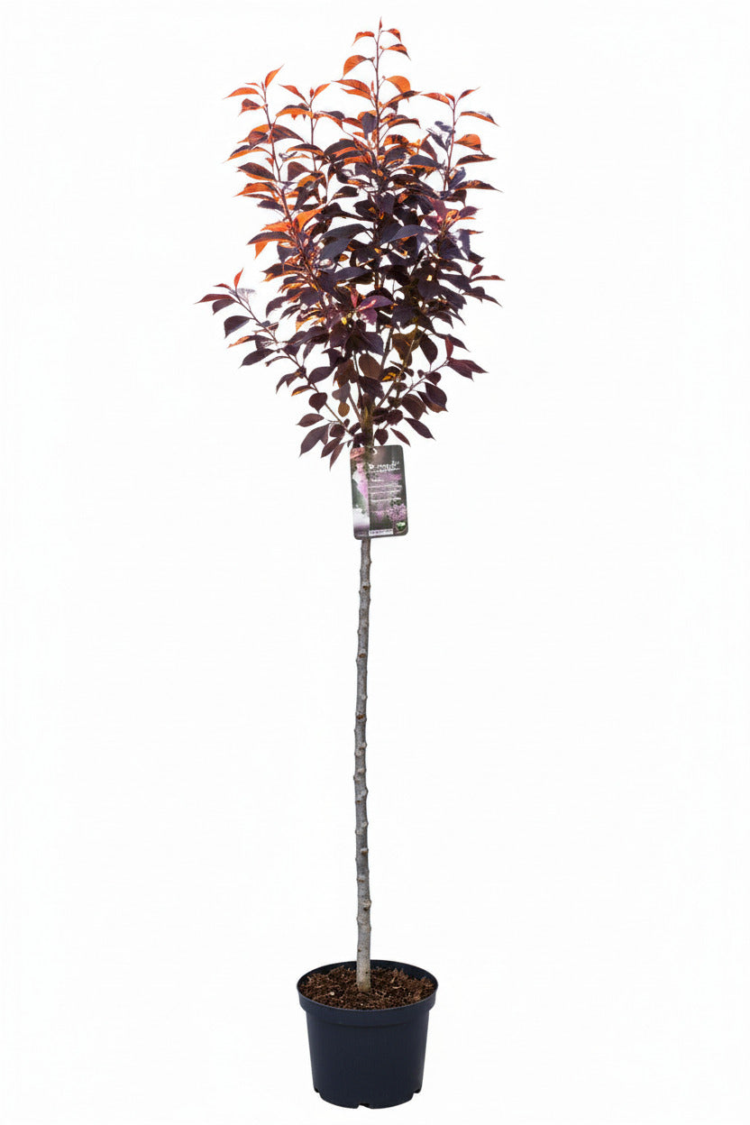 Prunus serrulata 'Royal Burgundy' – Japanische Nelkenkirsche Stämmchen – 180–190 cm Gesamthöhe