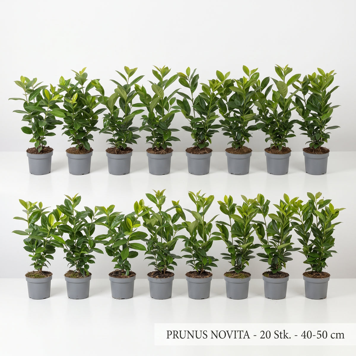30x Kirschlorbeer Novita 40-50 cm – Immergrüne, Winterharte Heckenpflanzen | Prunus laurocerasus Novita