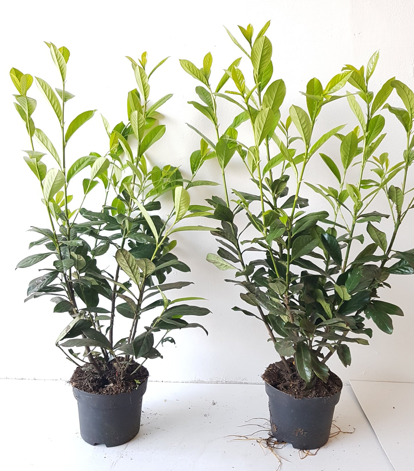10 Kirschlorbeer Pflanzen, Prunus Novita, Pflanzenhöhe: 80-100 cm – Heckenpflanzen immergrün und winterhart