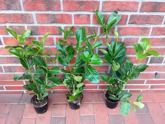 20x Großblättriger Kirschlorbeer Rotundifolia 40–50 cm – Immergrüne Heckenpflanzen | Prunus laurocerasus Rotundifolia
