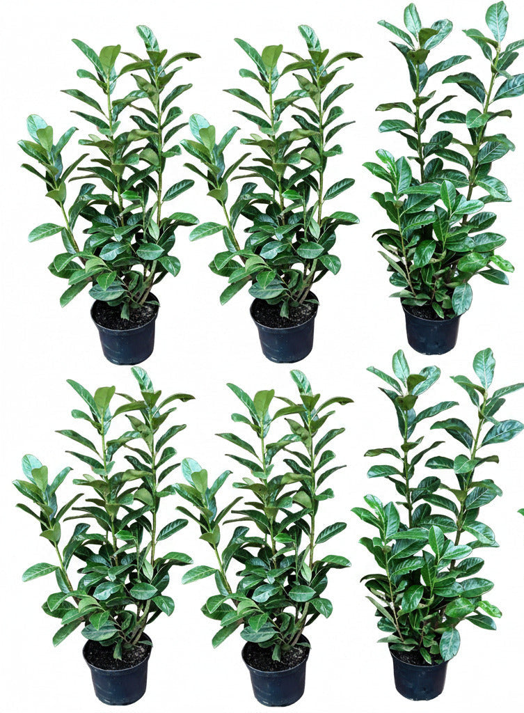 10x Prunus Novita Kirschlorbeer – 80–100 cm – immergrüne Heckenpflanzen – winterhart & schnittverträglich