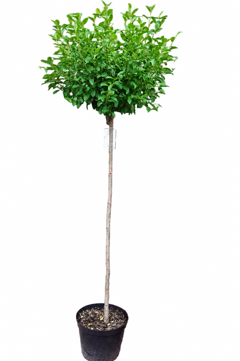 Kugel-Kirsche Stämmchen - Prunus fruticosa Globosa 180-190 cm - Stammhöhe 125 cm