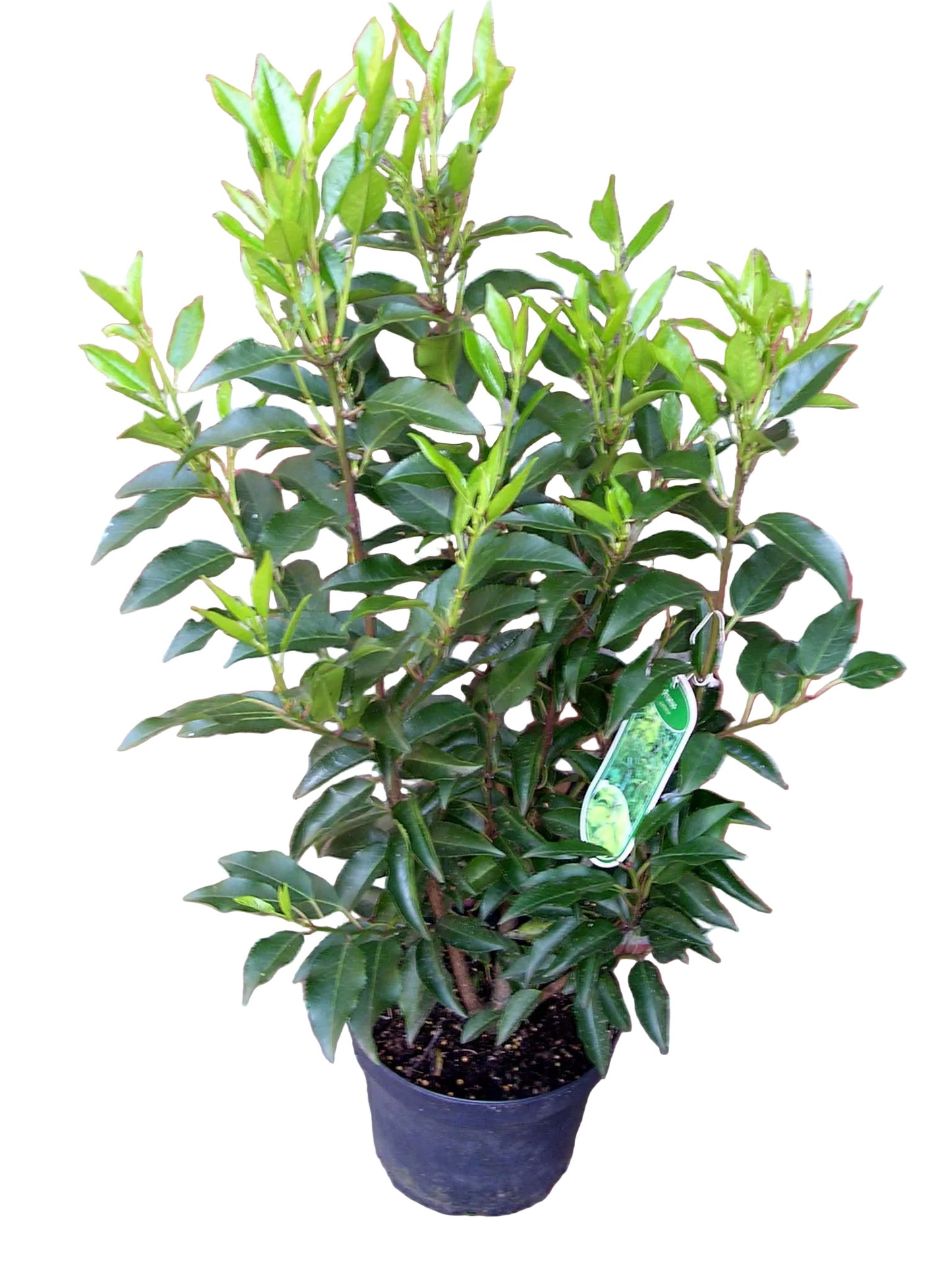 10x Prunus lusitanica 'Angustifolia' Portugiesischer Kirschlorbeer – 60–80 cm – immergrüne Heckenpflanzen – winterhart & schnittverträglich