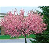 Japanische Zierkirsche Hochstamm - Prunus serrulata 'Kanzan' – 250 cm - rosa Blüte