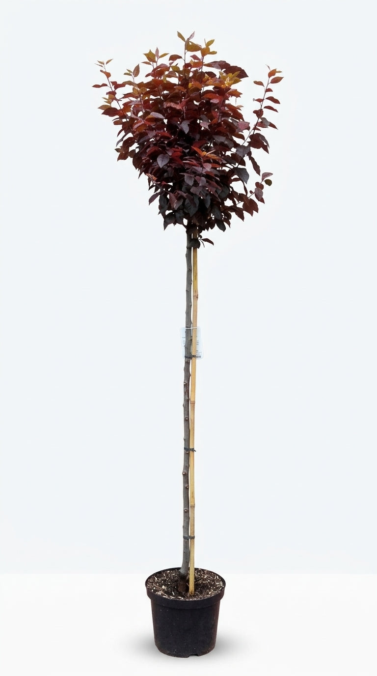 Prunus cerasifera 'Nigra' Blutpflaume Hochstamm – Winterharter Hausbaum mit rotem Laub