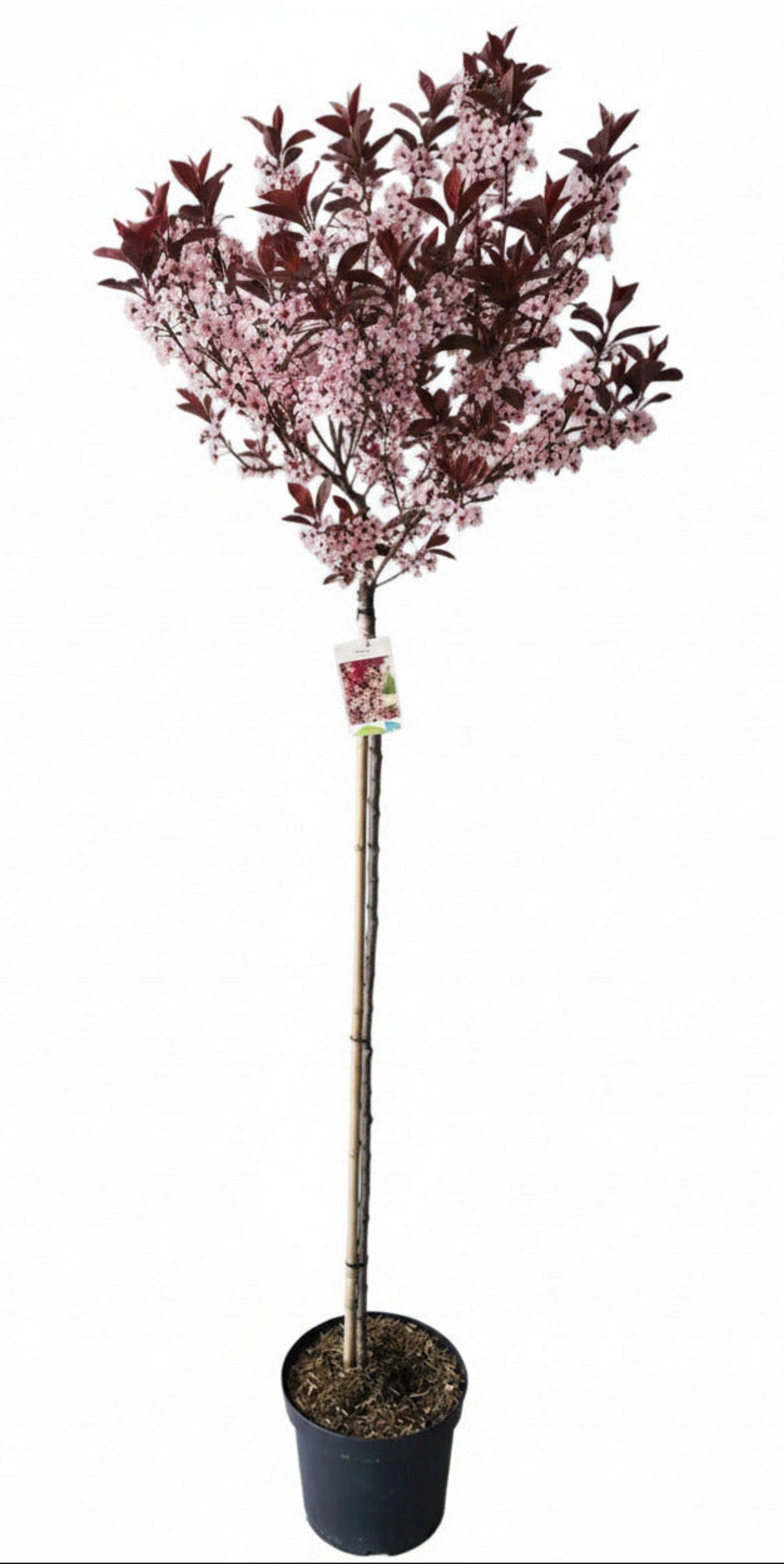 Prunus cistena Stamm – Blutpflaume 180-190 cm, Stammhöhe 120 cm – Winterharter Hausbaum mit rotem Laub