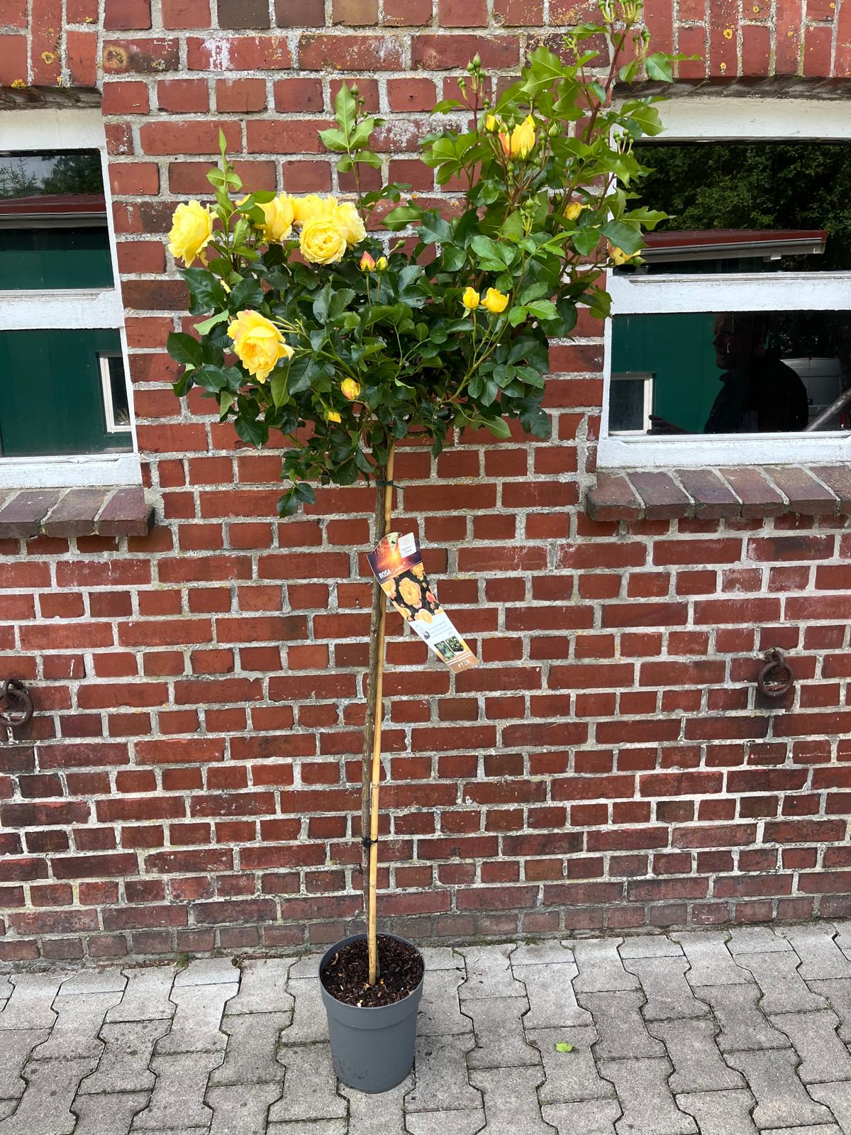 Rosenstamm Lampion® - 170-180 cm – Gelbe Edelrose auf Stamm – Winterhart, öfterblühend, reichblühend – Rosenstämmchen für Garten, Terrasse, Balkon und Kübel