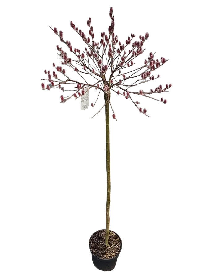 Salix gracilistyla Mount Aso – Rosa Salweide Hochstamm 170–180 cm – winterharte Zierweide mit rosa Kätzchen
