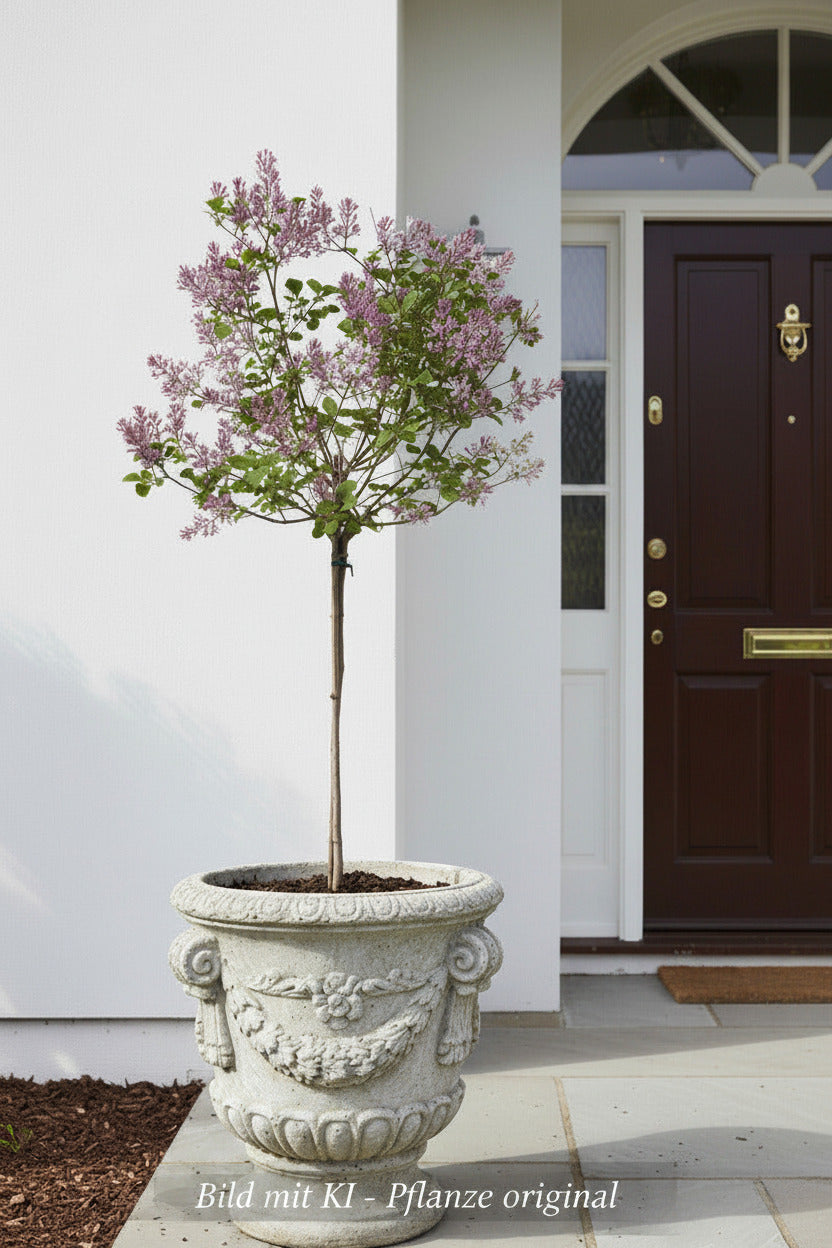 Syringa meyeri "Palibin", Zwerg Duft-Flieder -Hochstamm, Gesamthöhe: 170-180 cm, Stammhöhe: 120 cm