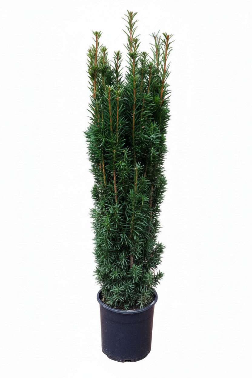 Säuleneibe Taxus baccata 'Fastigiata Robusta' 140-150 cm – immergrün, winterhart, schmale Eibe